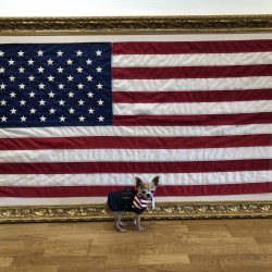 Harley & le drapeau américain véritable